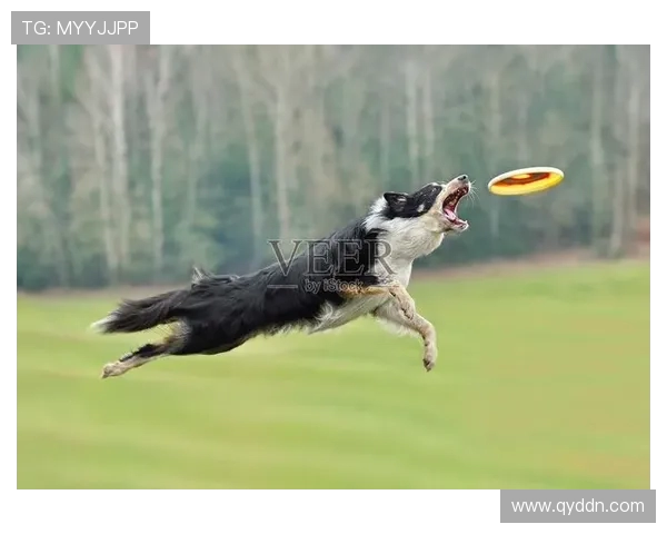 深圳飞盘队的奋斗与荣耀:一段激情四溢的飞盘纪实之旅